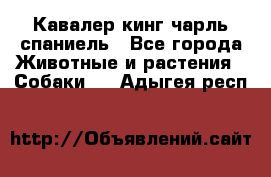 Кавалер кинг чарль спаниель - Все города Животные и растения » Собаки   . Адыгея респ.